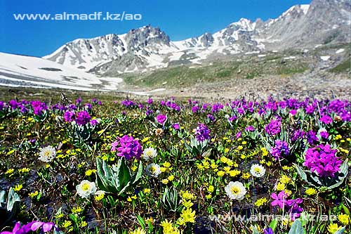 http://www.almadf.kz/ao/st/photos/15.jpg